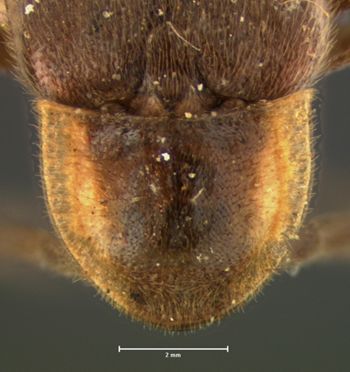 Media type: image;   Entomology 2777 Aspect: pronotum dorsal